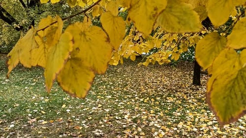 有关分公司, 天性, 季节的免费素材视频