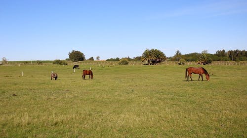 有关农村的场景, 动物, 吃草的免费素材视频