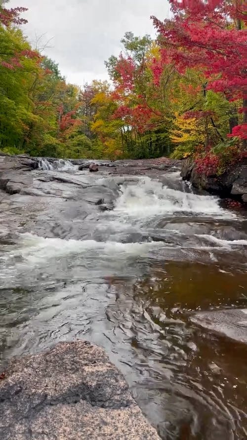 有关垂直视频, 天性, 小的免费素材视频