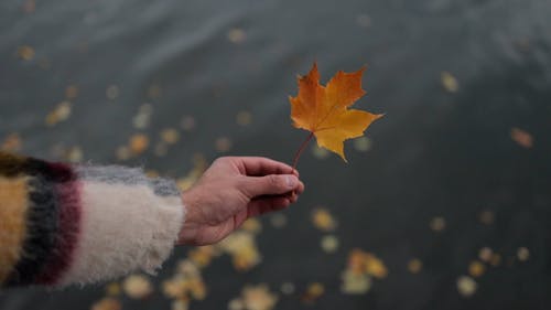 有关人, 季节, 成人的免费素材视频
