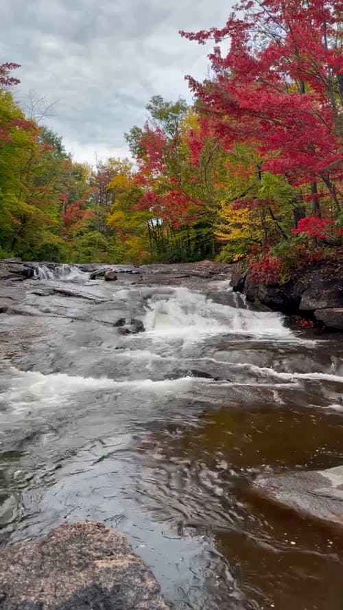 有关垂直视频, 天性, 小的免费素材视频