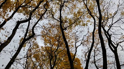 有关低角度视图, 分公司, 天性的免费素材视频