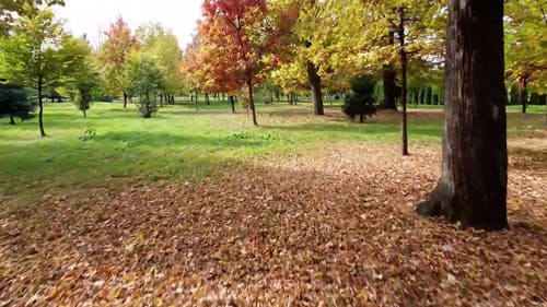 有关公园, 天性, 季节的免费素材视频