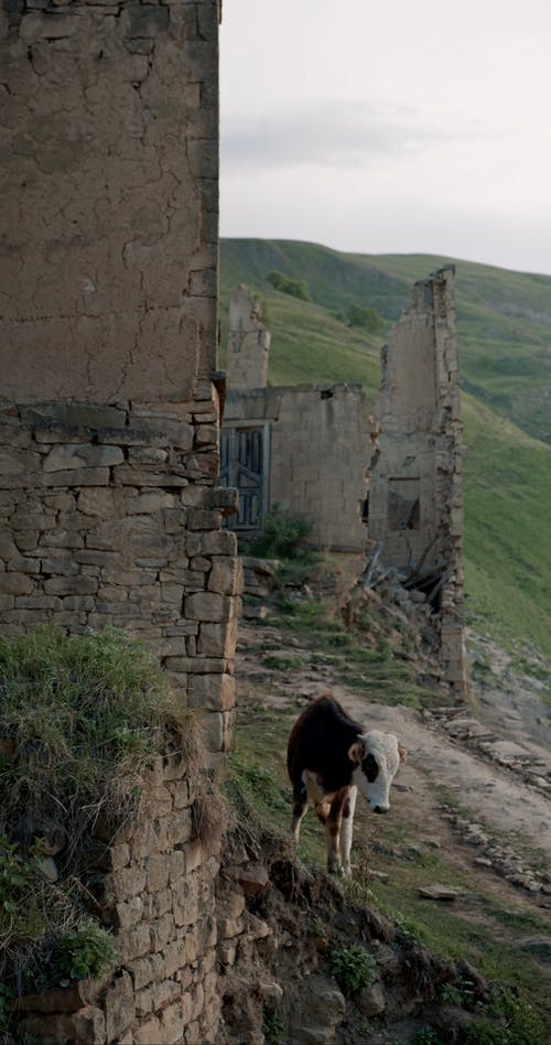 有关动物, 多云的, 家畜的免费素材视频