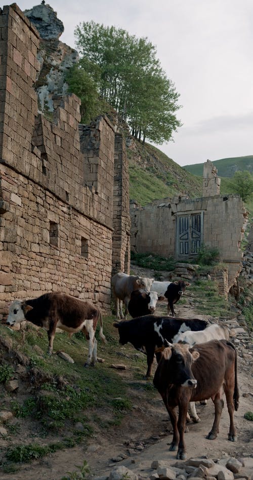 有关动物, 多云的, 家畜的免费素材视频