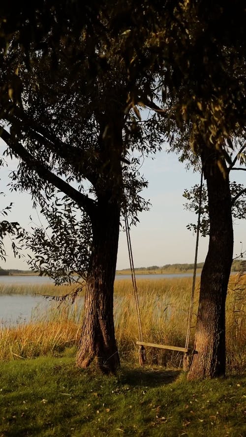 有关垂直视频, 天性, 宁静的免费素材视频