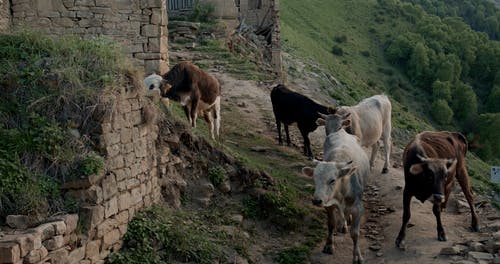有关动物, 地面道路, 家畜的免费素材视频