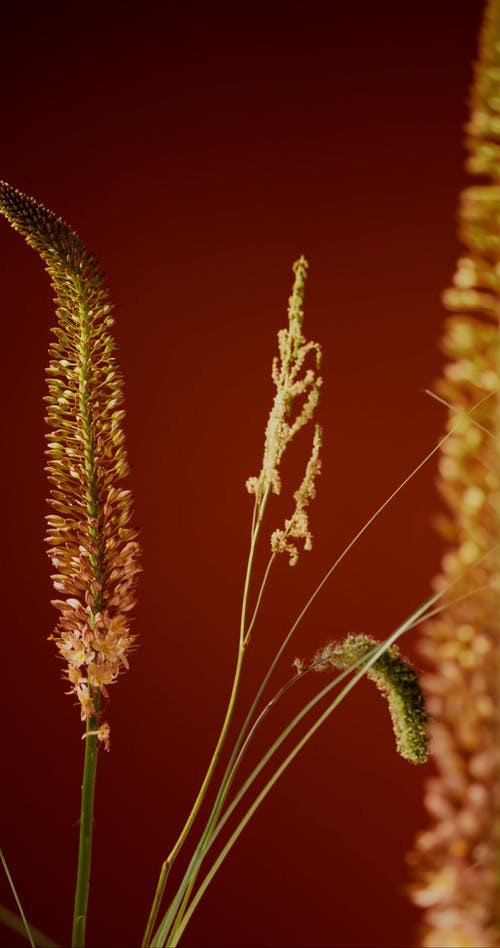 有关orange_background, 垂直视频, 天性的免费素材视频