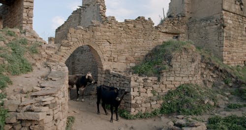 有关动物, 废墟, 建筑的免费素材视频
