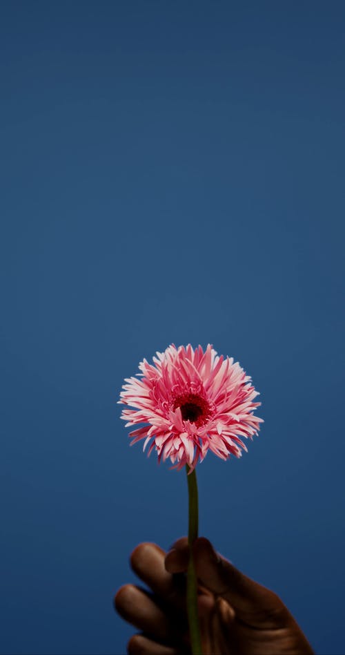 有关人, 垂直视频, 头花的免费素材视频