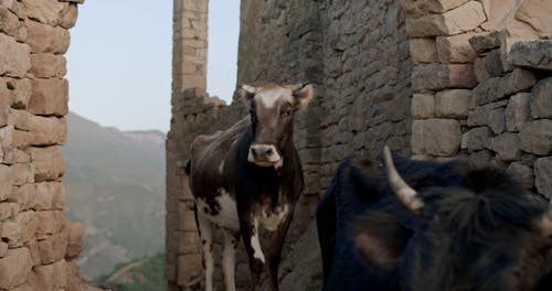 有关动物头, 动物, 喇叭的免费素材视频