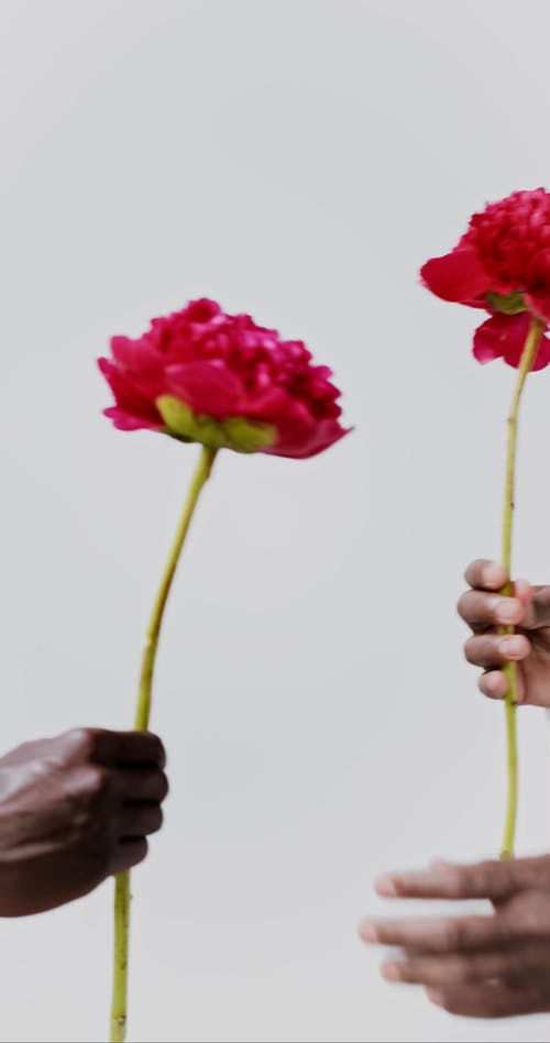 有关交换, 垂直视频, 工作室拍摄的免费素材视频