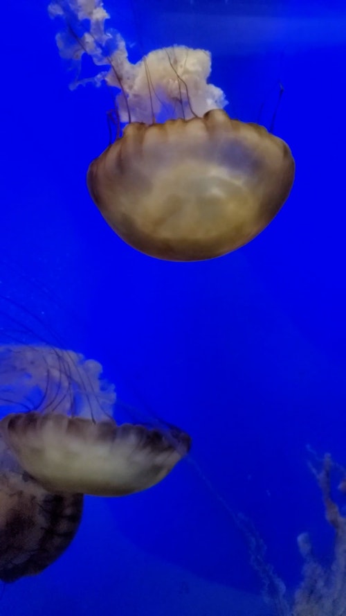 有关动物,垂直视频,天性的免费素材视频