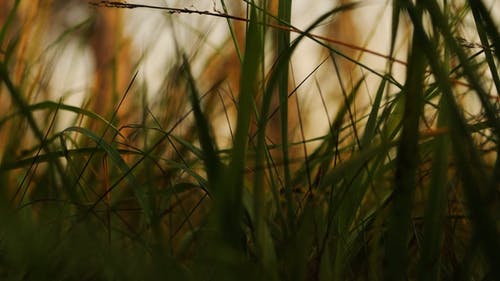 有关刮胡刀, 天性, 工厂的免费素材视频