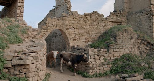 有关动物, 废墟, 建筑的免费素材视频