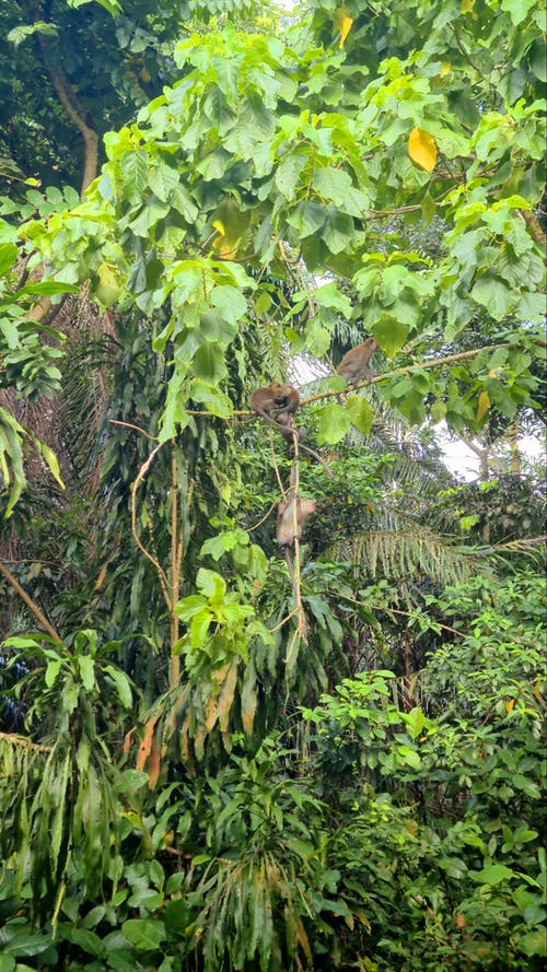 有关分公司, 动物, 哺乳动物的免费素材视频