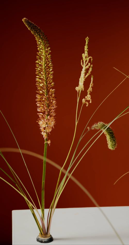 有关orange_background, 垂直视频, 天性的免费素材视频