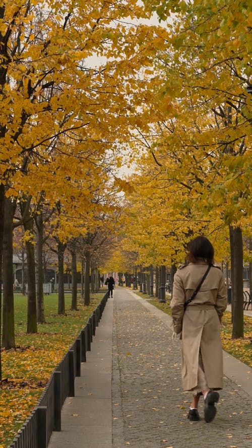 有关atmosfera de outono, 人行道, 公园的免费素材视频