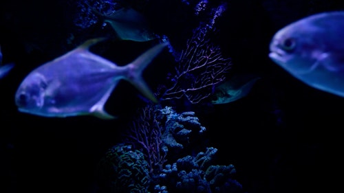 有关准鱼,动物,天性的免费素材视频