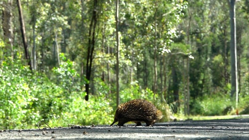 有关刺蝟,动物,户外的免费素材视频