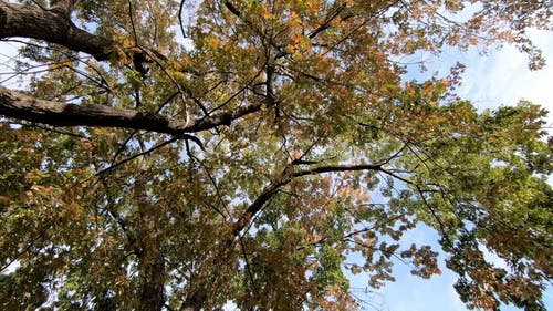 有关低角度视图, 分公司, 天性的免费素材视频