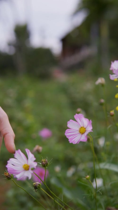 有关垂直视频, 头花, 女人的免费素材视频