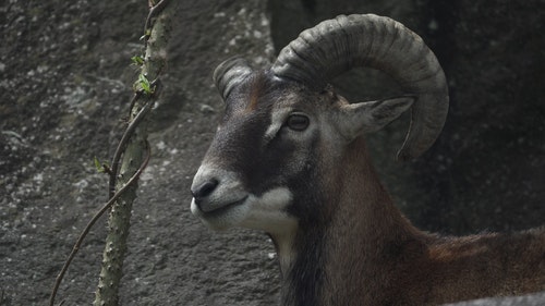 有关动物,哺乳动物,喇叭的免费素材视频