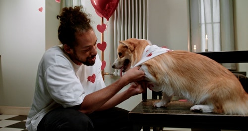 有关人,动物爱好者,动物的免费素材视频