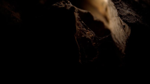 有关原本,户外,木的免费素材视频