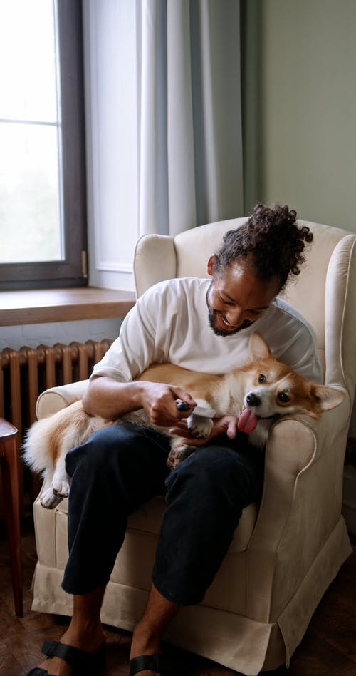 有关刷子, 刷牙, 动物的免费素材视频