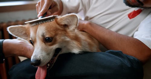 有关刷子, 刷牙, 动物的免费素材视频