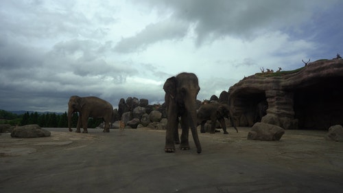 有关动物,哺乳动物,壮观的免费素材视频