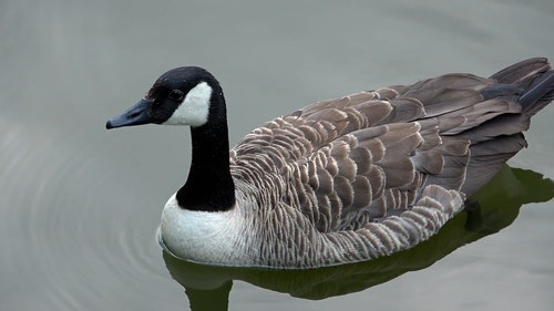 有关加拿大鹅,动物,户外的免费素材视频