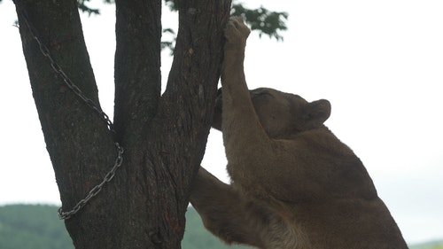 有关panthera leo,动物,动物园的免费素材视频