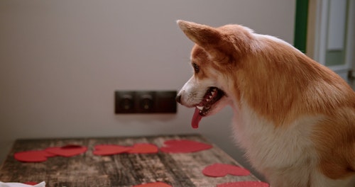 有关剪纸,动物爱好者,可爱的狗的免费素材视频