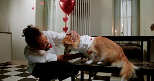 有关人,动物爱好者,动物的免费素材视频