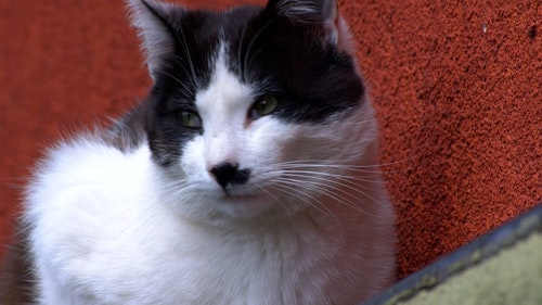 有关动物,可爱,家畜的免费素材视频