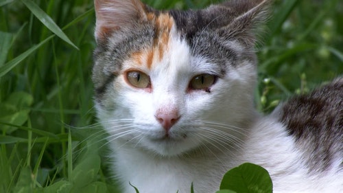 有关动物,可爱,家畜的免费素材视频