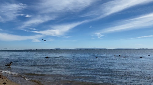 有关动物,天性,天空的免费素材视频