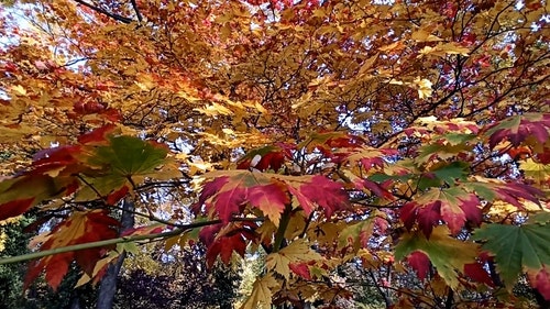 有关分公司,分枝,季节的免费素材视频
