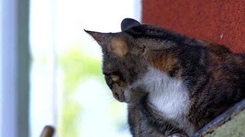 有关动物,可爱,家畜的免费素材视频