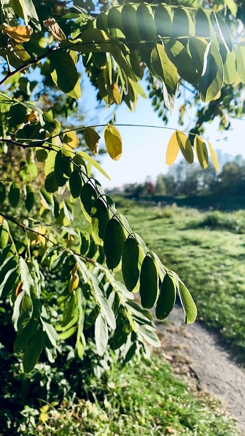 有关分公司,分枝,垂直视频的免费素材视频