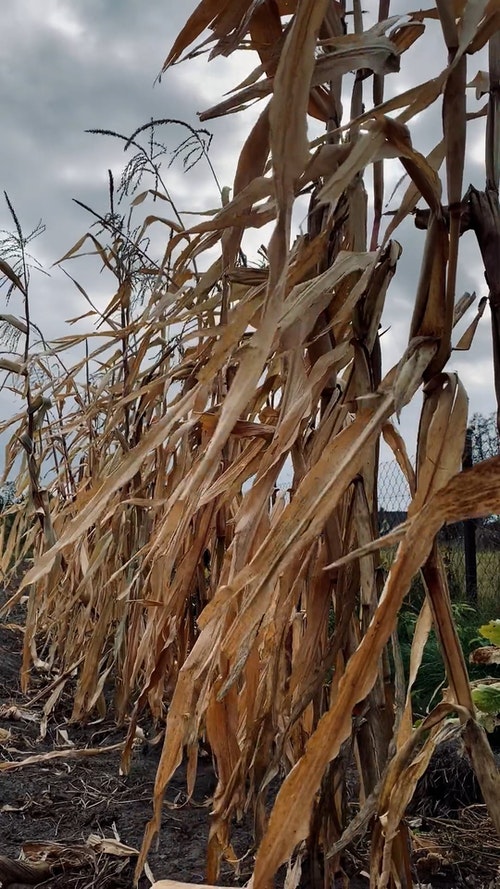 有关乾的,农村的场景,垂直视频的免费素材视频