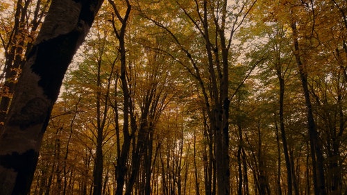 有关天性,性质,森林的免费素材视频