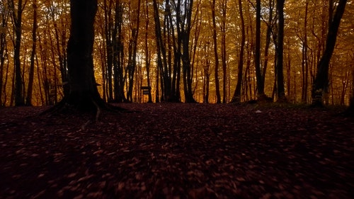 有关atmosfera de outono,下落,天性的免费素材视频