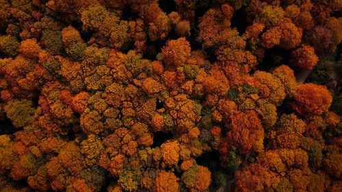 有关森林,树木,橙叶的免费素材视频