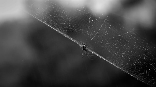 有关Web,互联网,动物的免费素材视频