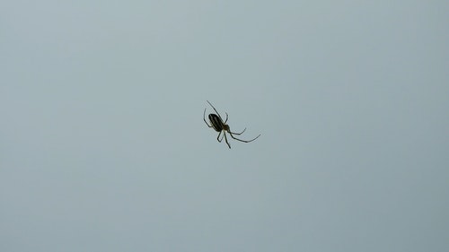 有关Web,互联网,动物的免费素材视频