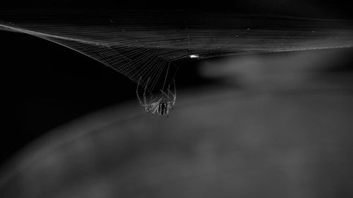 有关Web,互联网,动物的免费素材视频