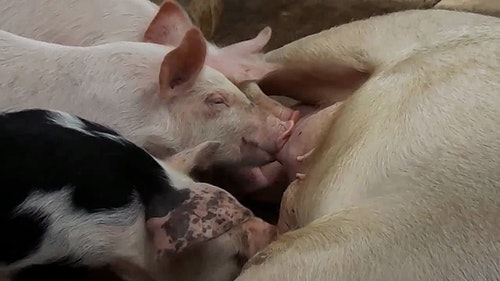 有关乳,动物家庭,家畜的免费素材视频